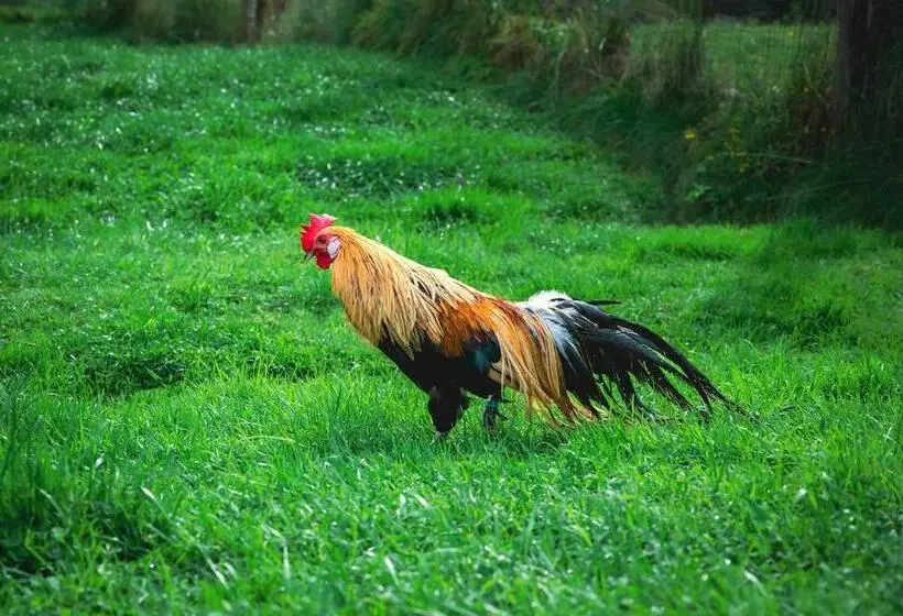 Hotelli Zajazd Chyżne