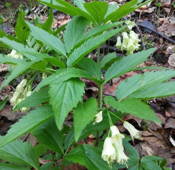 酒店 Zbójnicki Ostęp