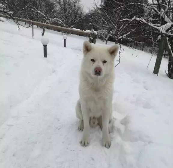 ベッドアンドブレックファースト Willa Panorama Spa