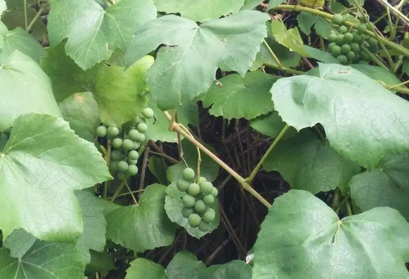 ベッドアンドブレックファースト Willa Panorama Spa