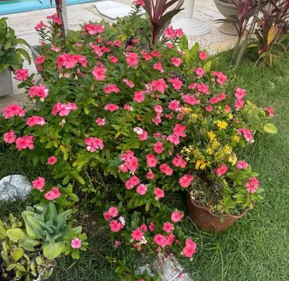 ホテル Pousada Bangalôs Sol De Lagoinha