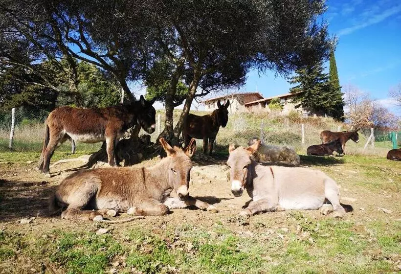Aamiaismajoitus (B&B) Il Canto Dell Asino