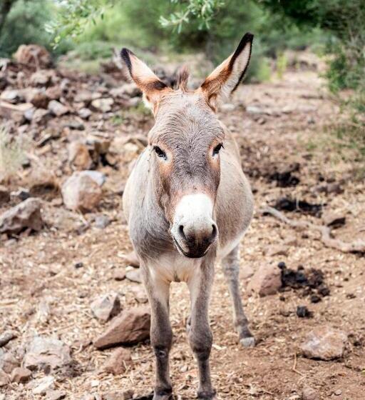 Отель Agriturismo La Croisette