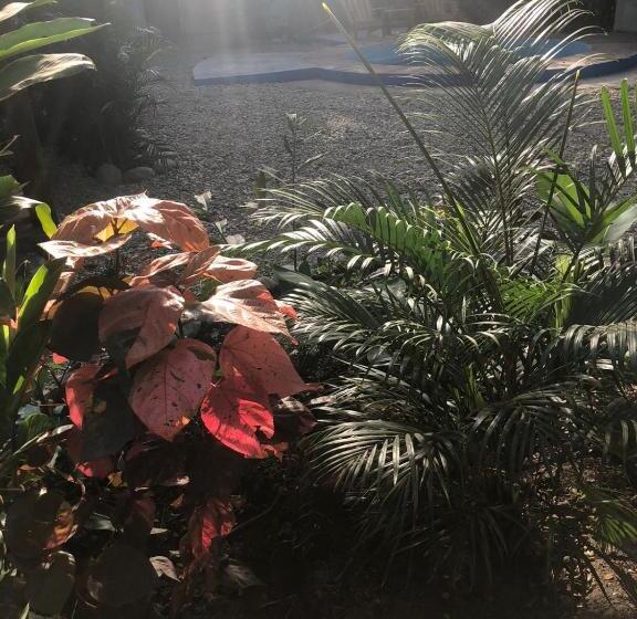 Pension (Hôtel basse catégorie) Los Almendros Palomino Hostel