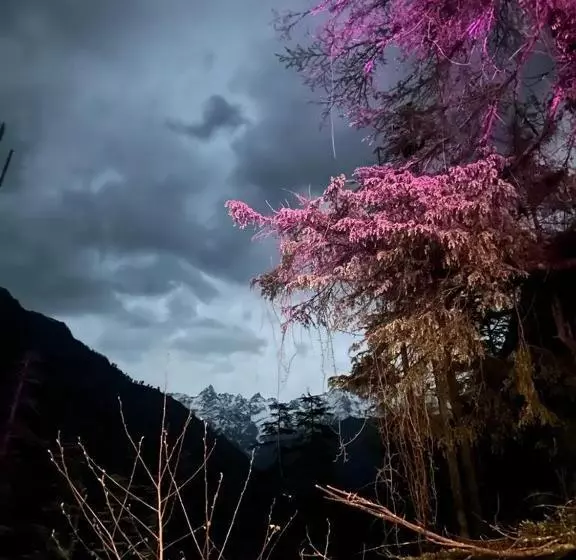ホテル Kasol Jungle Retreat