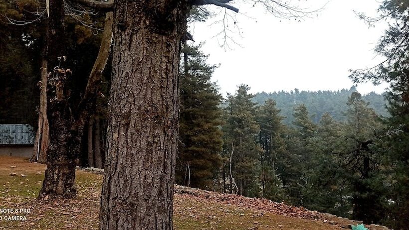 هتل Pahalgam Woods