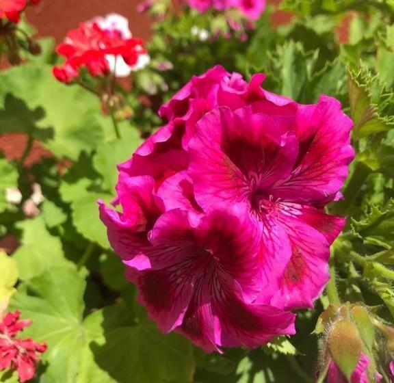 پانسیون L  Oasis De Verdure