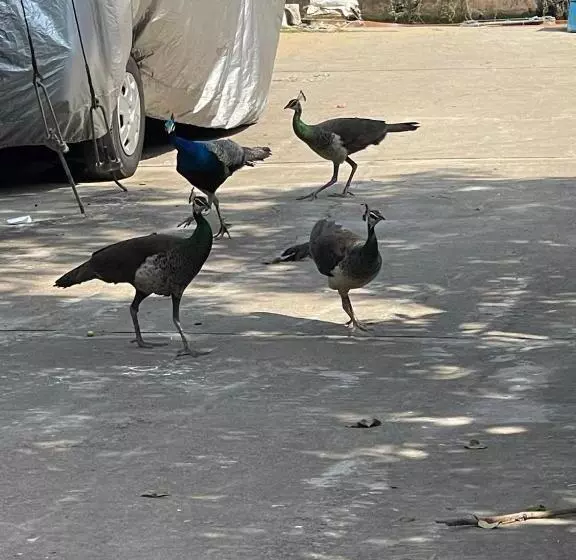 پانسیون Star Canal Cottage