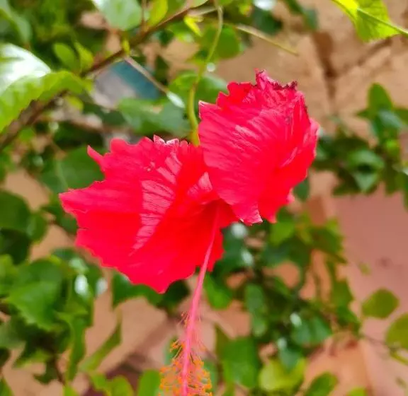 Estoril Hotel   Apartments