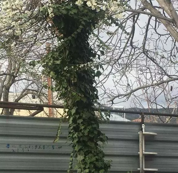 ペンション Norik Guest House