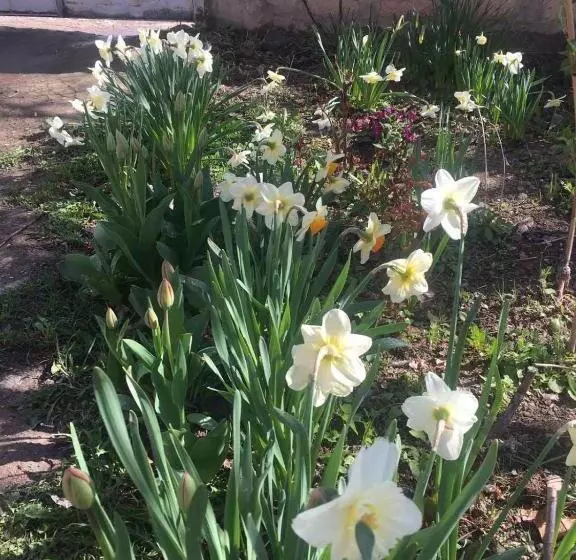 ペンション Norik Guest House