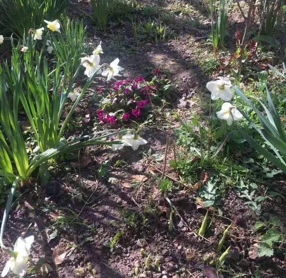 ペンション Norik Guest House