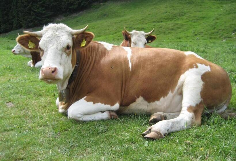 Hospedaria Blsv Sportcamp Direkt Im Wandergebiet Spitzingsee