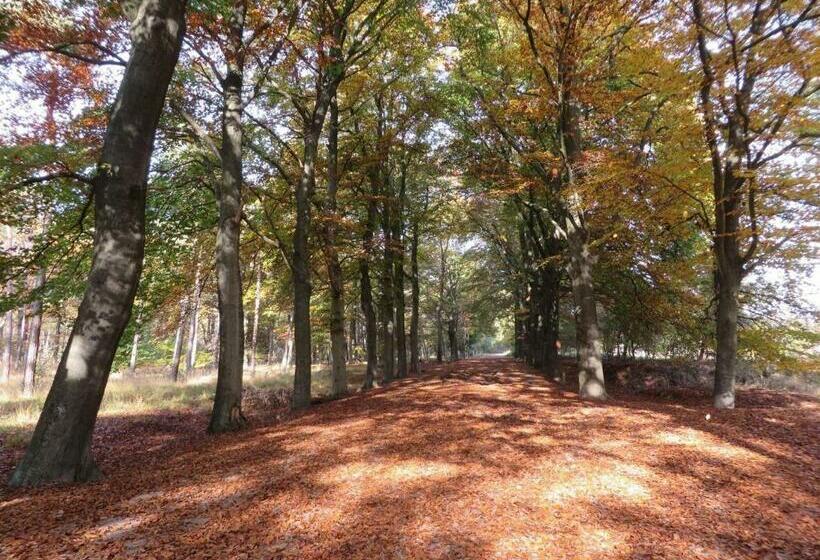 צימר Benb Hollandsingel