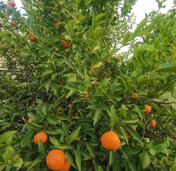 مُتل Almazham Camp Resort