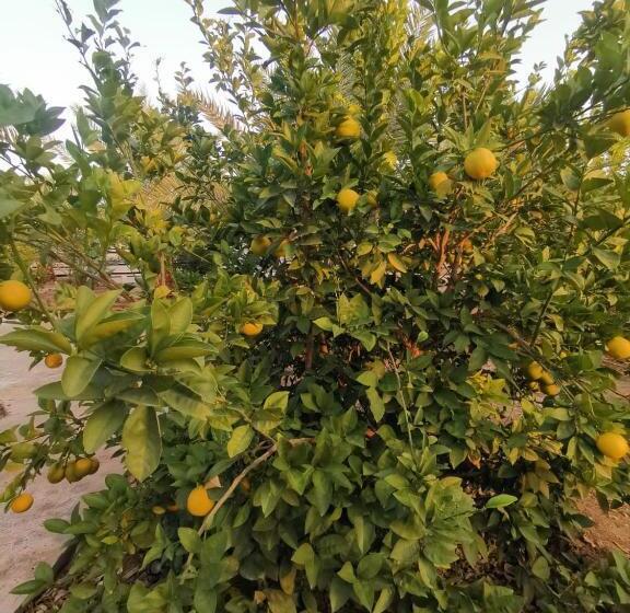 مُتل Almazham Camp Resort