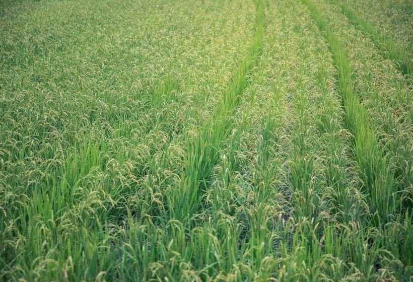 Hotel La Terra Naganoーvacation Stay 80689v