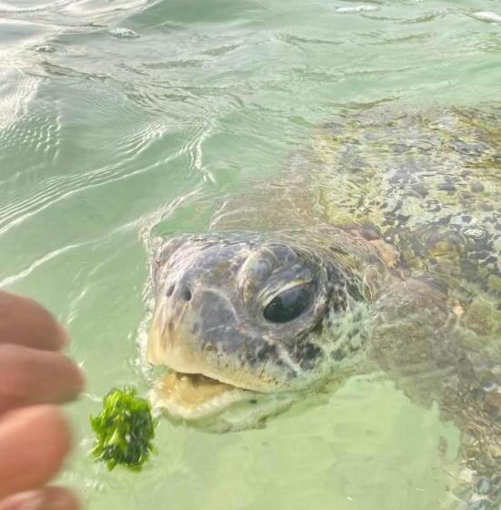 پانسیون Shiny Villa