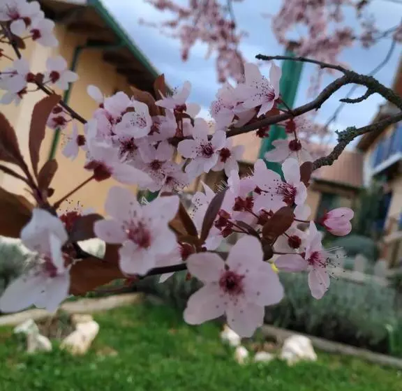 Albergue Peregrinos Casaflor