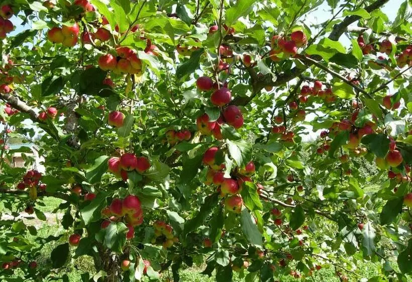 Bed & Breakfast Camden Maine Stay Inn