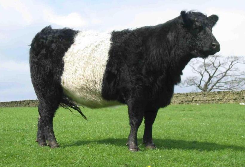 مبيت وإفطار Camden Maine Stay Inn