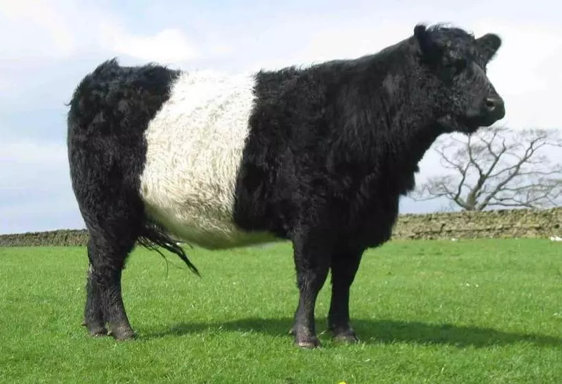 Bed & Breakfast Camden Maine Stay Inn