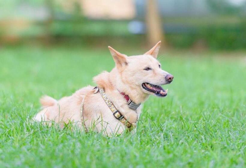 Отель Resort City Inn Coeur D Alene