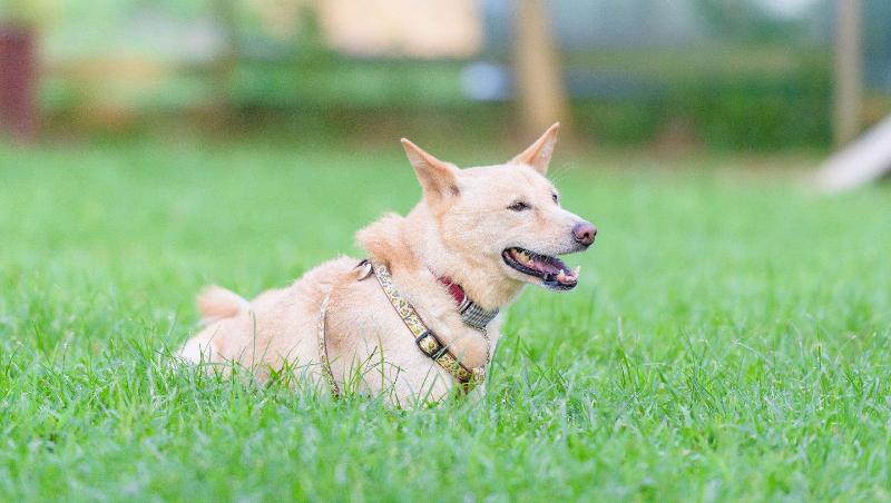 Отель Resort City Inn Coeur D Alene