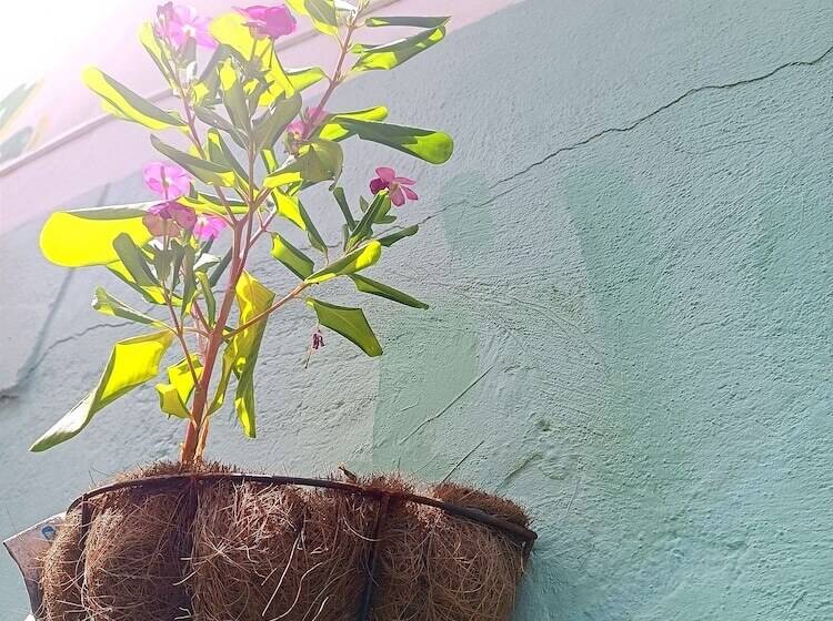 پانسیون Room In House Posada Nativa Green Sea San Luis