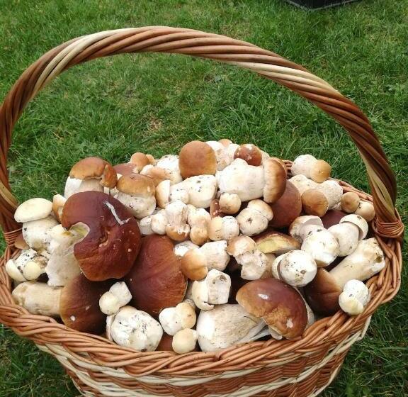 호텔 Agroturystyka Leśny Dworek