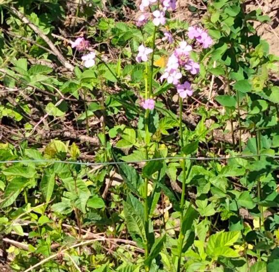 호텔 Przy Trójstyku