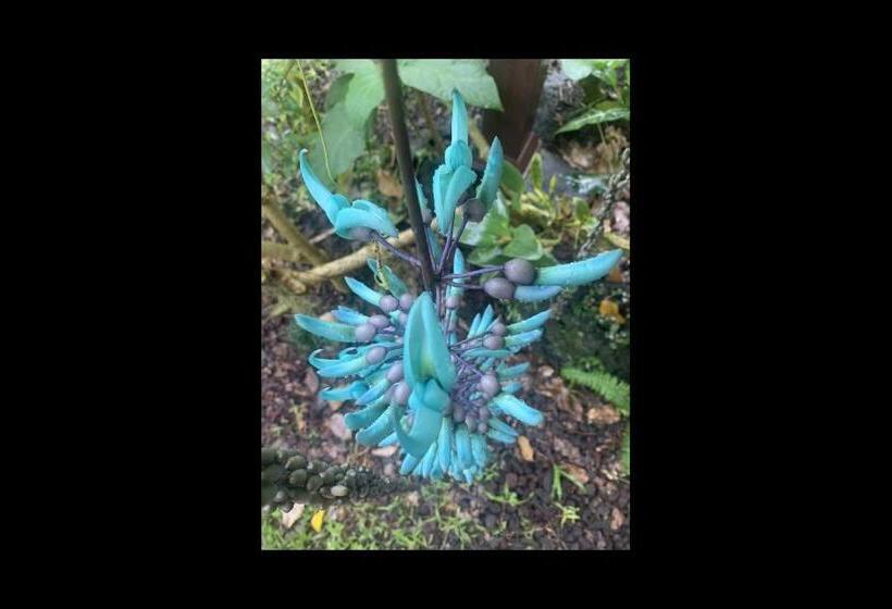 פנסיון Phoenix Garden