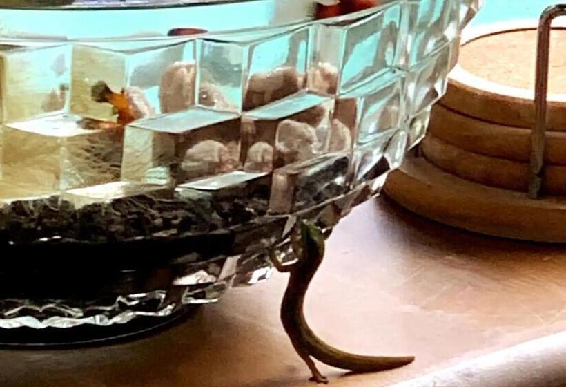 פנסיון Phoenix Garden