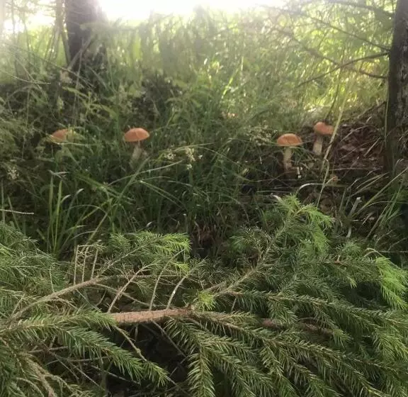 Majatalo у олега