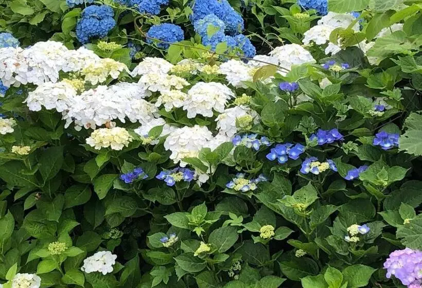 ペンション 民宿とまとハウスtomato House