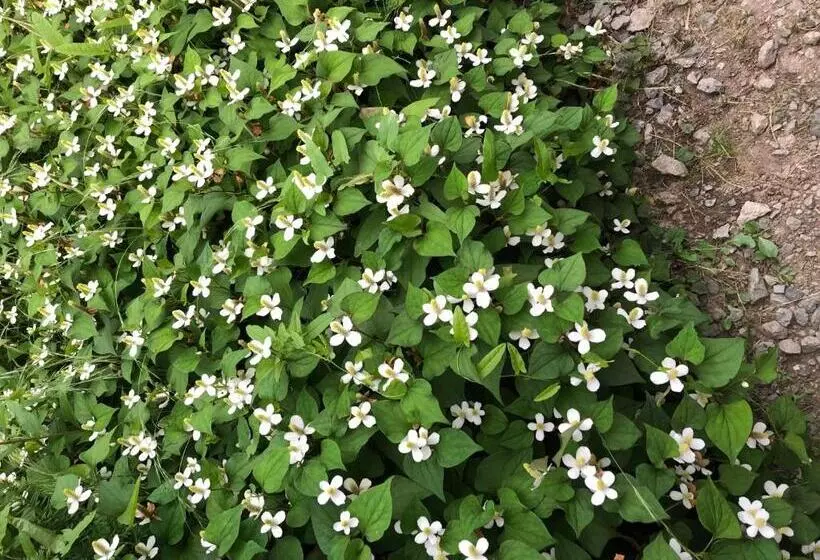ペンション 民宿とまとハウスtomato House