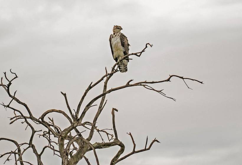 هتل Basecamp Eagle View