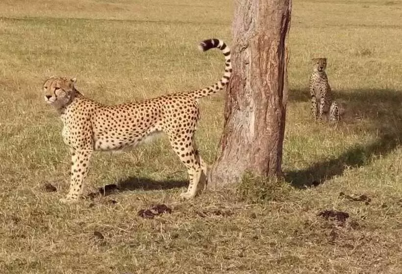 هتل Nalepomara Lodge