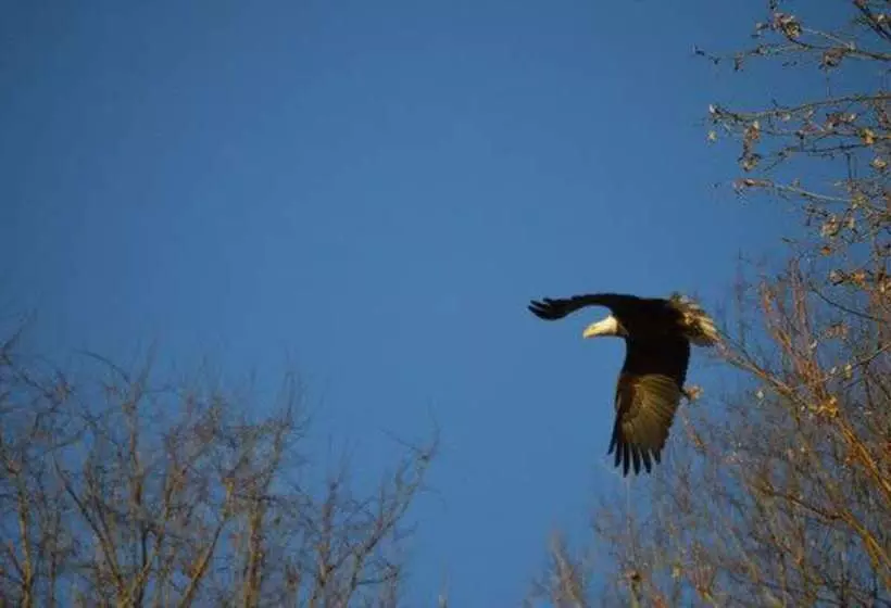 Bed and Breakfast Mont Rest Inn