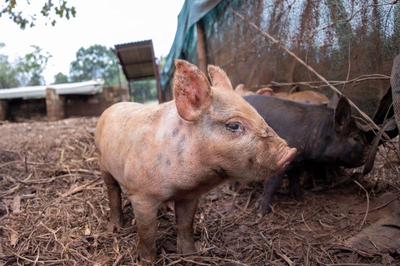 بنسيون Batchelor Butterfly Farm