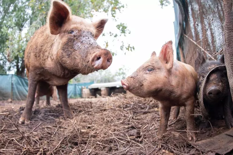 Pensjonat Batchelor Butterfly Farm