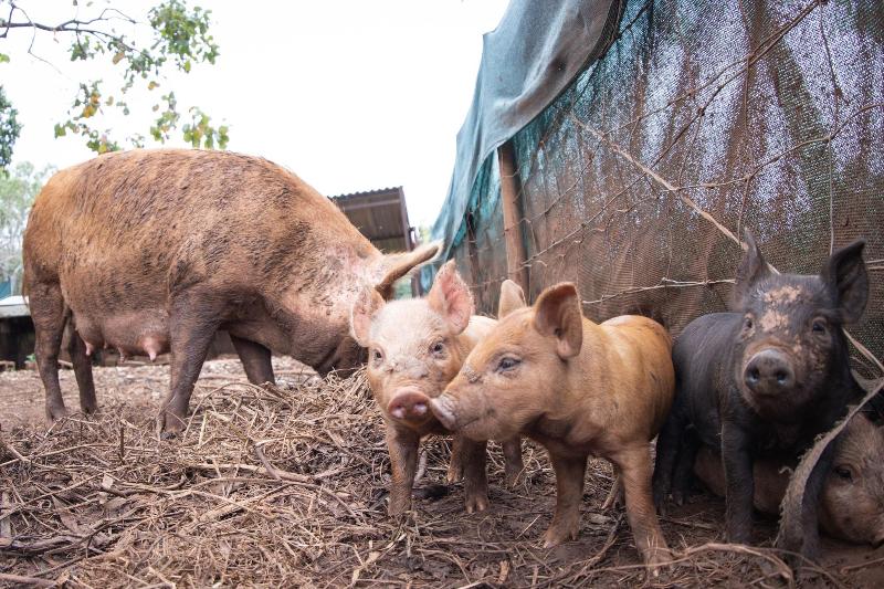 بنسيون Batchelor Butterfly Farm