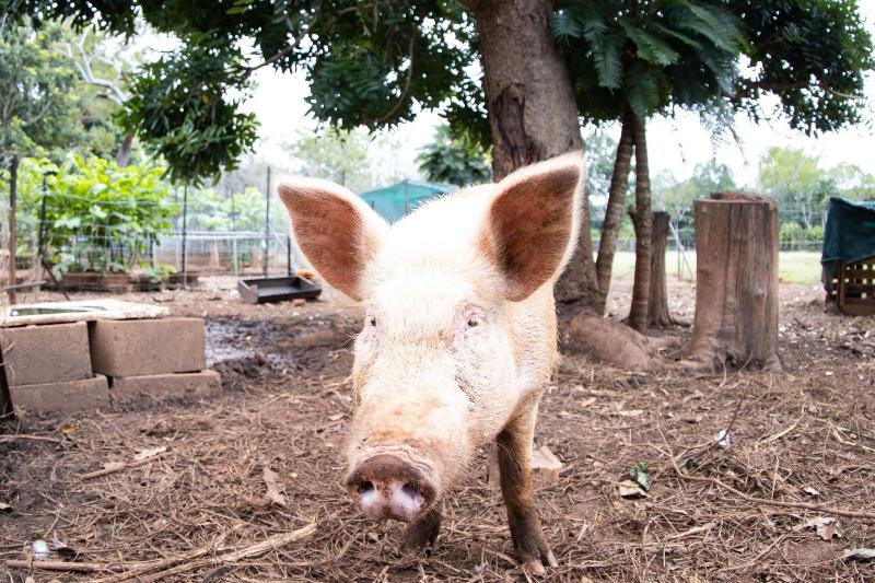 بنسيون Batchelor Butterfly Farm