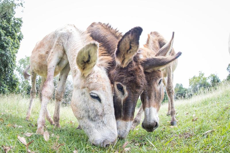 بنسيون Batchelor Butterfly Farm
