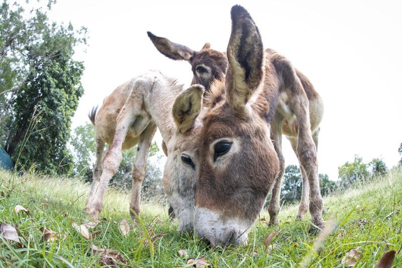 بنسيون Batchelor Butterfly Farm