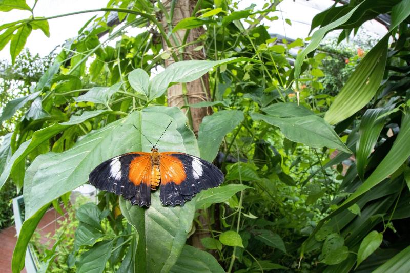 بنسيون Batchelor Butterfly Farm