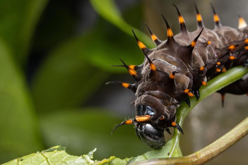 بنسيون Batchelor Butterfly Farm
