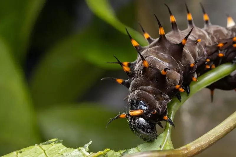 Pensjonat Batchelor Butterfly Farm