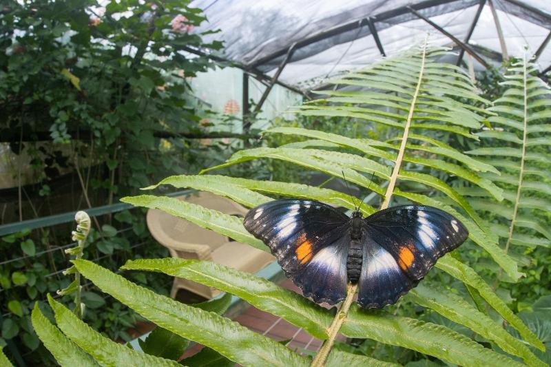 بنسيون Batchelor Butterfly Farm