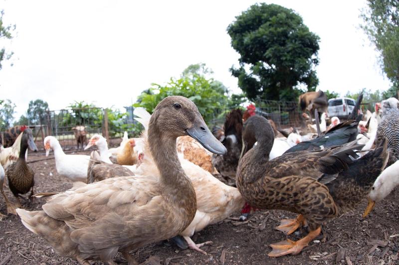 بنسيون Batchelor Butterfly Farm
